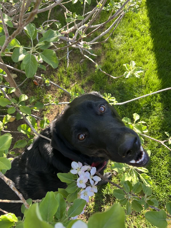 Noodles among the flowers