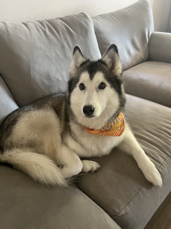 Nala relaxing on the sofa