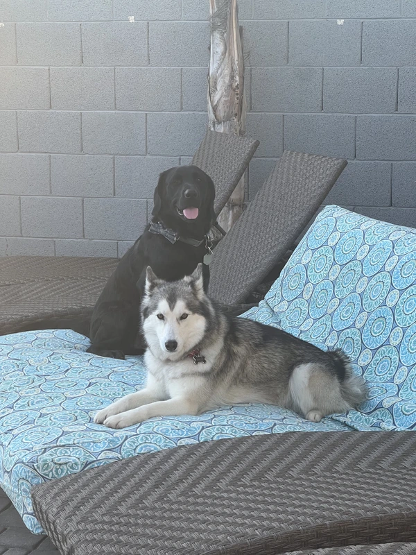 Our two dogs on the patio